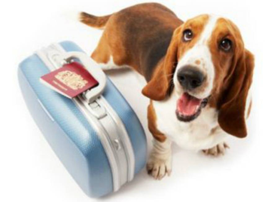 Vacanze pet friendly: PaesiOnLine inaugura la sezione dedicata del sito