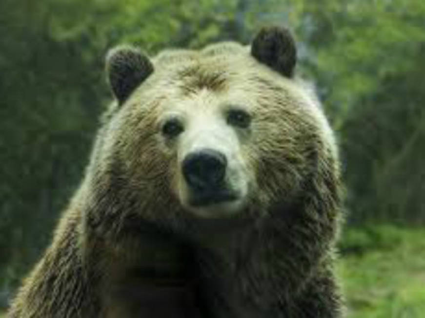 Se i resort di lusso possono salvare l&amp;#39;orso grizzly dall&amp;#39;estinzione