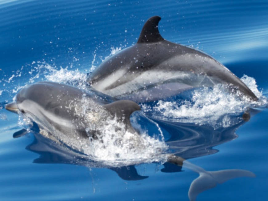 Nuova Zelanda, vietato nuotare con i delfini nella baia delle isole