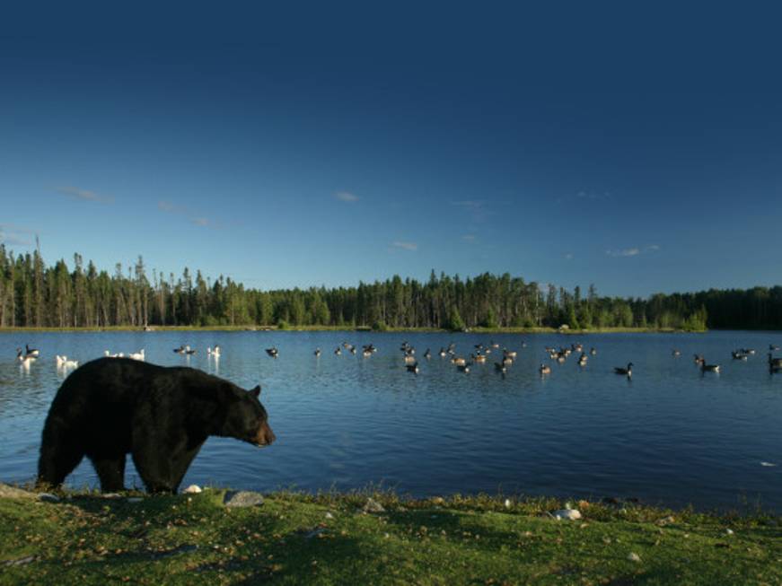 Saguenay-Lac-Saint-Jean: un paradiso verde