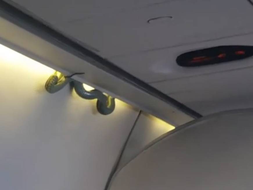 Messico: &amp;quot;C&amp;#39;è un serpente a bordo&amp;quot; e l&amp;#39;aereo compie un atterraggio d&amp;#39;emergenza. Il video