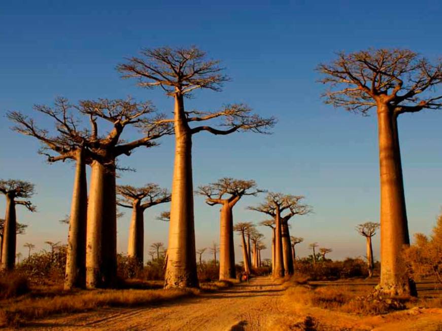Viaggi dell’Elefante,il Madagascar entrain programmazione