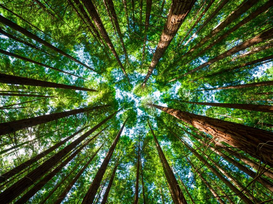 Foreste terapeutiche certificate, ne esistono ora 4 in Europa