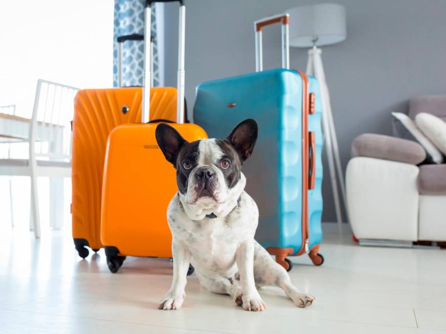 Pet tourism in crescita, un tesoro da oltre 9 miliardi di euro