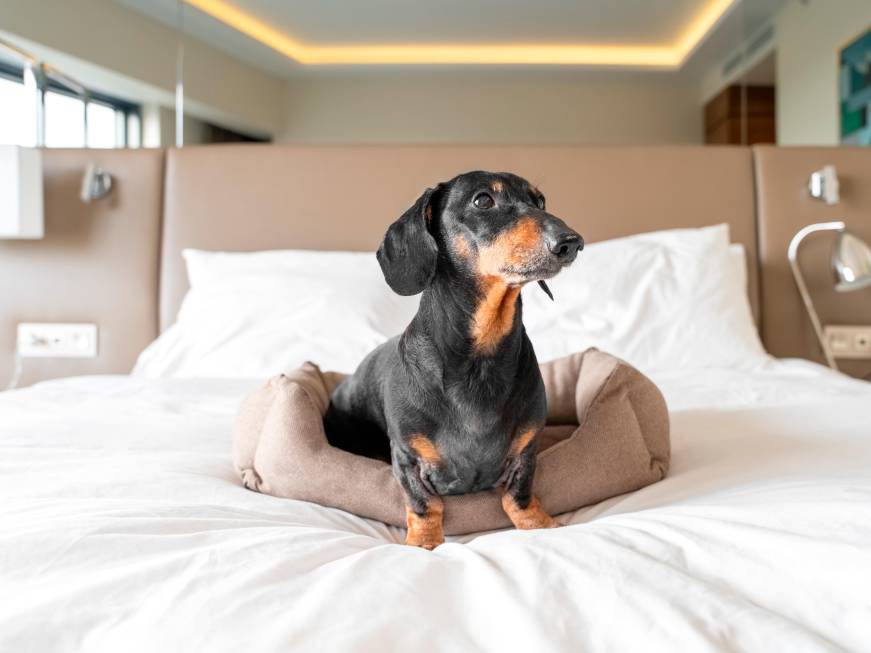 Viaggi pet friendly in Italia, arriva la guida gratuita di Lonely Planet e Rover